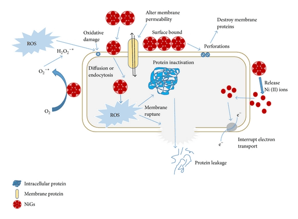 antimicrobial activity mechanism