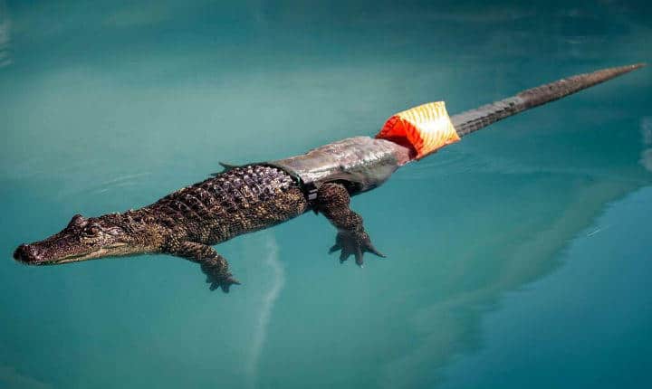 3D Printer prosthetics Alligator