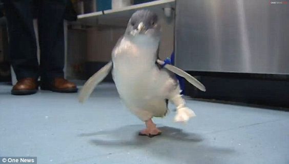 3D Printing prosthetics Penguin